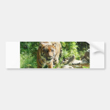 Tiger Bumper Sticker