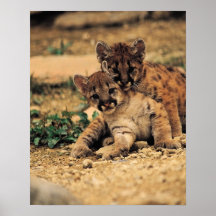Tiger Cub Poster