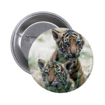 Tiger cubs pinback button