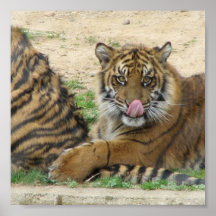 Tiger Cubs Poster Print
