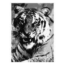 Tiger Invitation