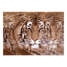 Tiger Invitation
