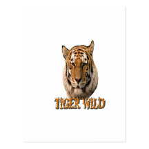 Tiger King Of The Jungle Postcard