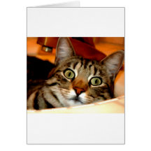 Tiger Kitty Cards