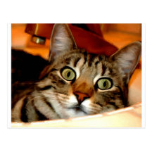 Tiger Kitty Post Cards