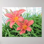 Tiger Lilies Poster