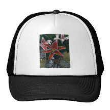 Tiger Lily 2002 Winter Park CO art1z Hats