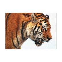 Tiger on the hunt poster stretched canvas print