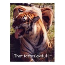 Tiger Postcard