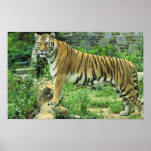 Tiger Poster