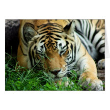 Tiger Sleeping in grass Greeting Card