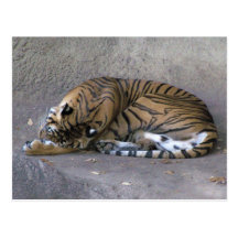Tiger Snooze Postcards
