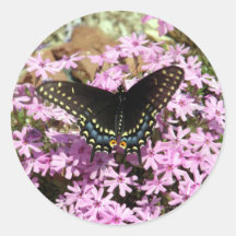 Tiger Swallowtail Butterfly on Lavendar Phlox Round Stickers