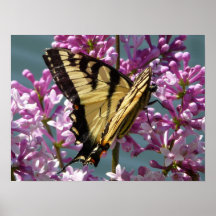 Tiger Swallowtail Butterfly Posters
