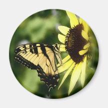 Tiger Swallowtail butterfly Refrigerator Magnet