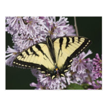 Tiger Swallowtail Postcards