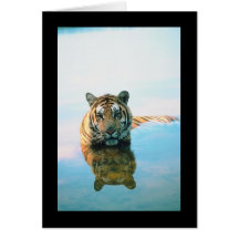 Tiger Swimming Greeting Cards