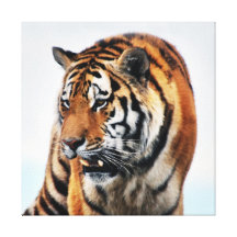Tigers wild life gallery wrap canvas