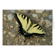 Tiget Swallowtail Card
