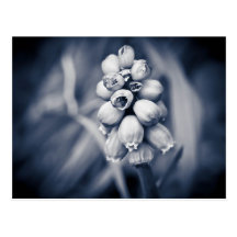 Tiny bulb flowers post cards
