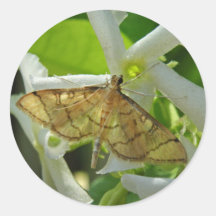 Tiny Moth on Jasmine Blossom Stickers