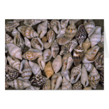 Tiny shells Shell Card