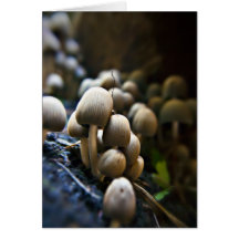 Toadstool Patch greetings card