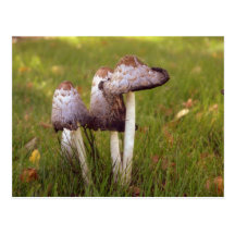 Toadstool postcard
