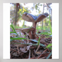 Toadstools Posters