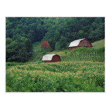 Tobacco crop and pair of red tobacco barns near post cards