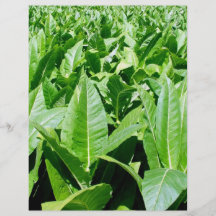 Tobacco field personalized flyer