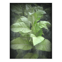Tobacco Plant Postcard