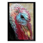 Tom Turkey Greeting Cards