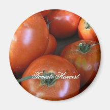 Tomato Harvest Refrigerator Magnets