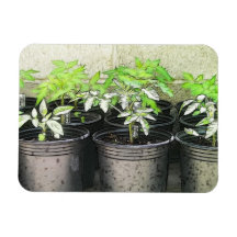 Tomato Seedlings In Nursery Pots Vinyl Magnet