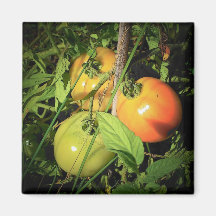 Tomatoes Fridge Magnet