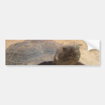 Tortoise Turtle - Staten Island Zoo  CricketDiane Bumper Stickers