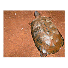 Tortoise walking on brown soil postcards
