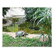 Tortoise with pond and bamboo background photo art