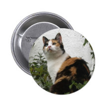 Tortoiseshell and White Cat Pins