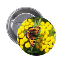 Tortoiseshell butterfly on tansy  flowers buttons