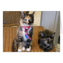 Tortoiseshell Kitties Greeting Cards