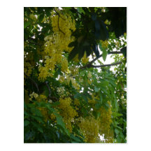 Tortola Flowers Post Card