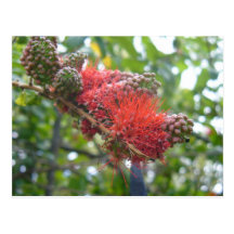 Tortola Flowers Postcard
