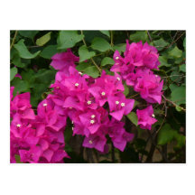 Tortola Flowers Postcard