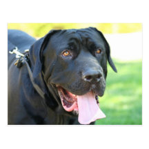 Tosa Inu Dog Postcards