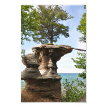 Towering Tree Photo Art