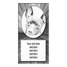 Toy Fox Terrier Photo Cards
