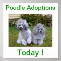 Toy Miniature Poodle Dog Adoptions Today Sign Print