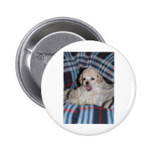 Toy Poodle Puppy Talking Pinback Button